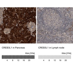 OASIS/CREB3L1 Antibody, Novus Biologicals 0.1mL; Unlabeled:Antibodies,